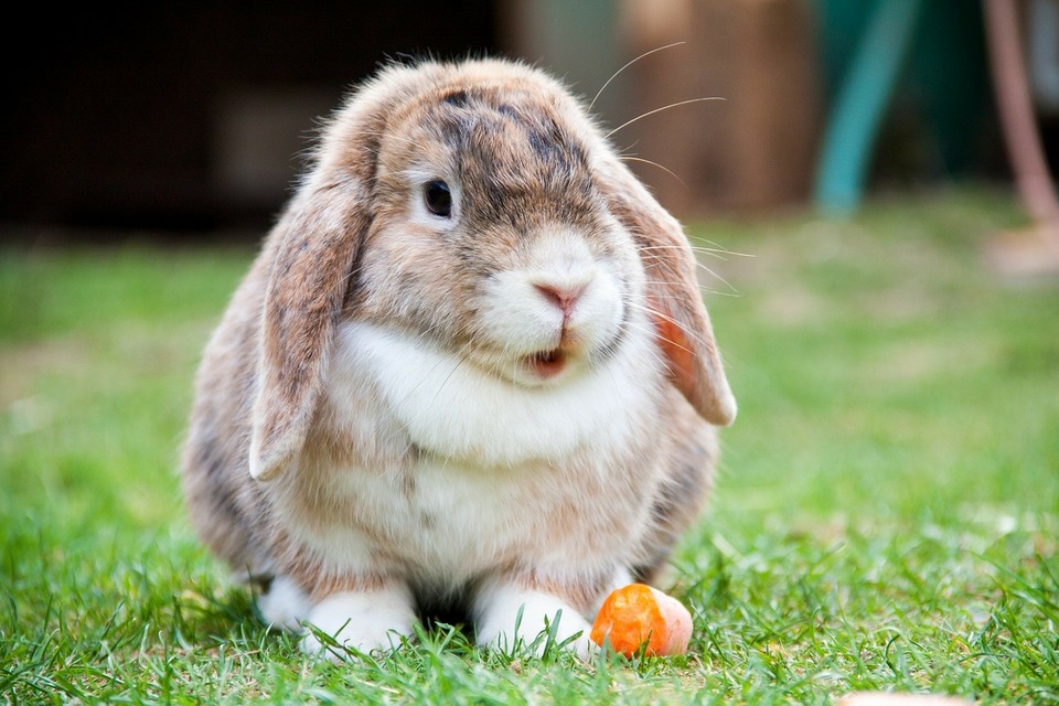 Un iepure mini lop mănâncă un morcov. El stă pe iarbă cu botul deschis.