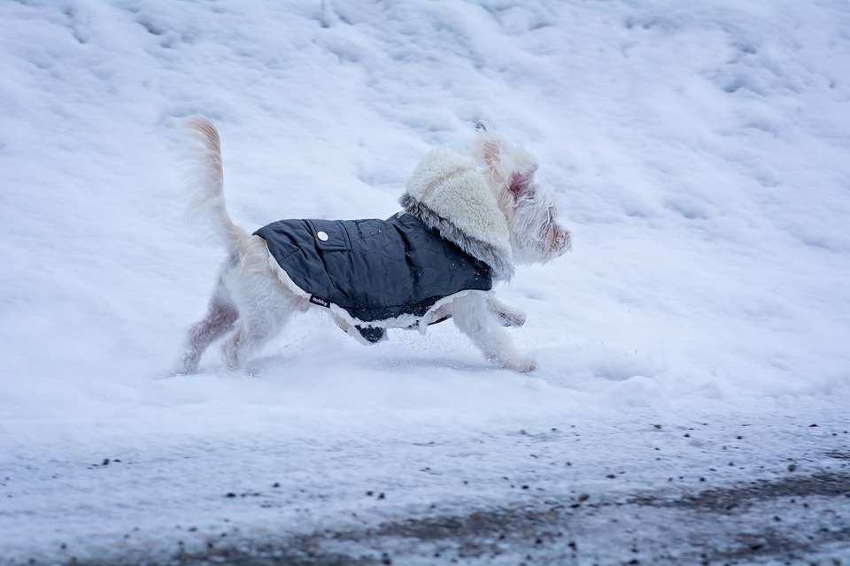 Haine pentru câini - cum să vă măsurați câinele pentru a alege haina potrivită?