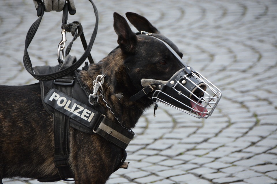 Un câine ciobănesc care lucrează pentru poliție este echipat cu o botniță metalică, de tip coșar