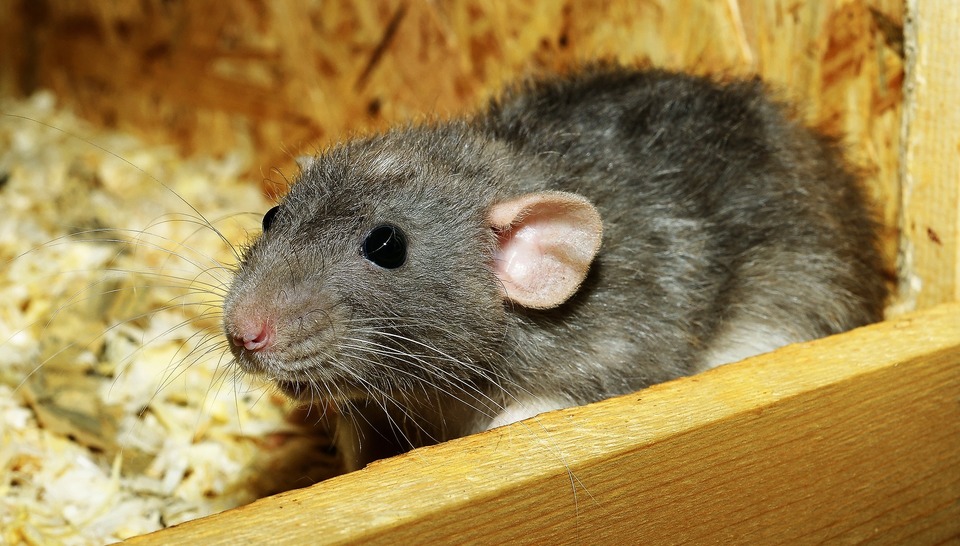 Șobolan gri. Cum știți când un șobolan este bolnav?