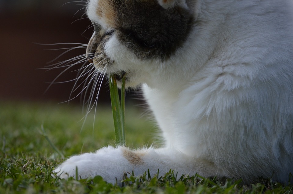 Trebuie să aveți grijă să vă asigurați că iarba aleasă pentru pisici este sigură pentru ele și că nu are fire prea dure și ascuțite.