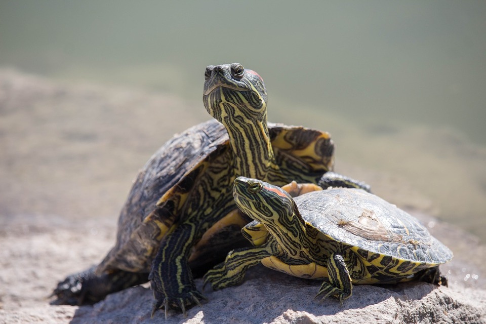 regulile sistemului comercial de broaște țestoase