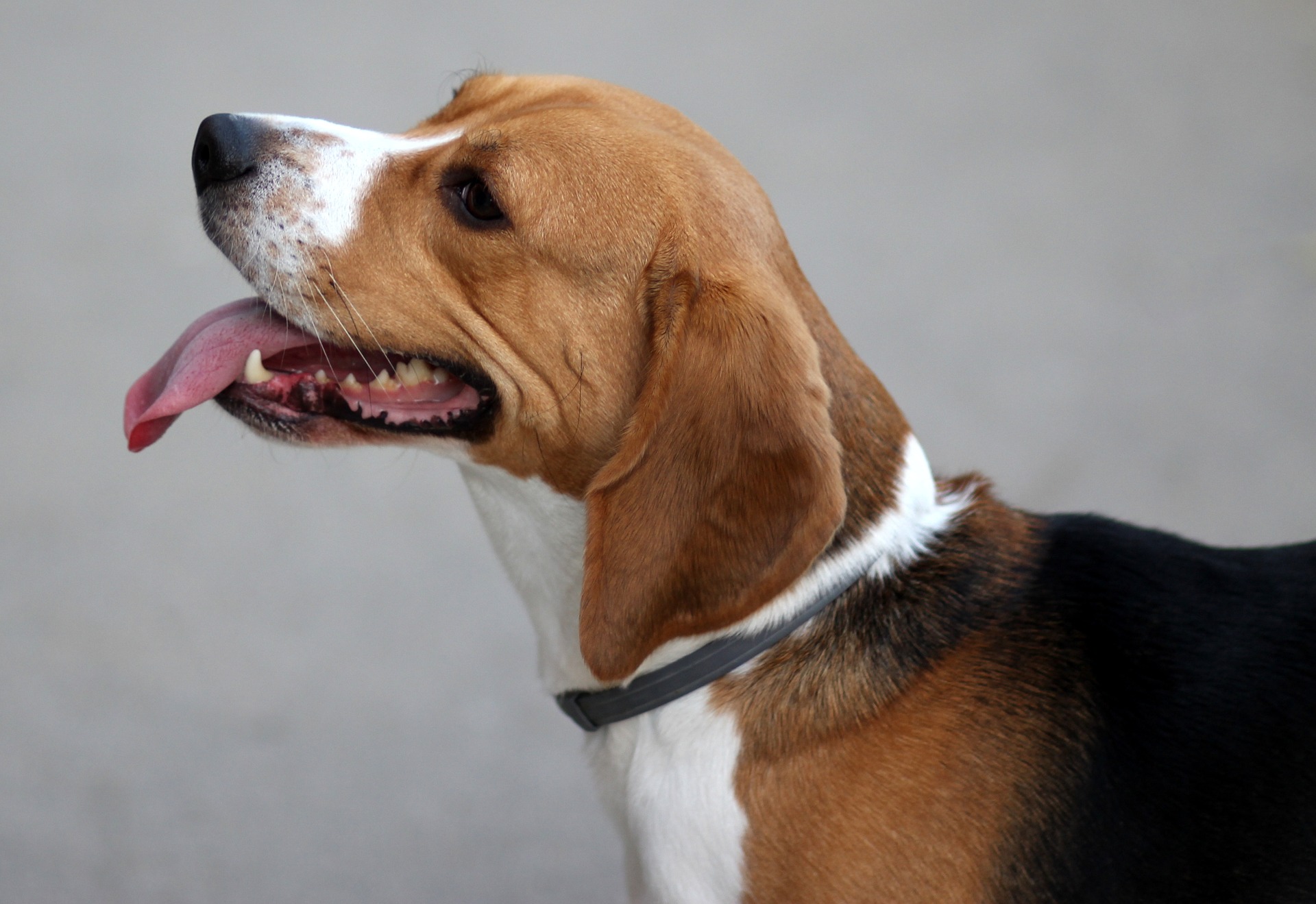 Foarte vioi și jucăuși, câinii beagle au tendința de a fugi dacă miros ceva interesant. Aceasta este o rasă care necesită mult angajament din partea îngrijitorului.