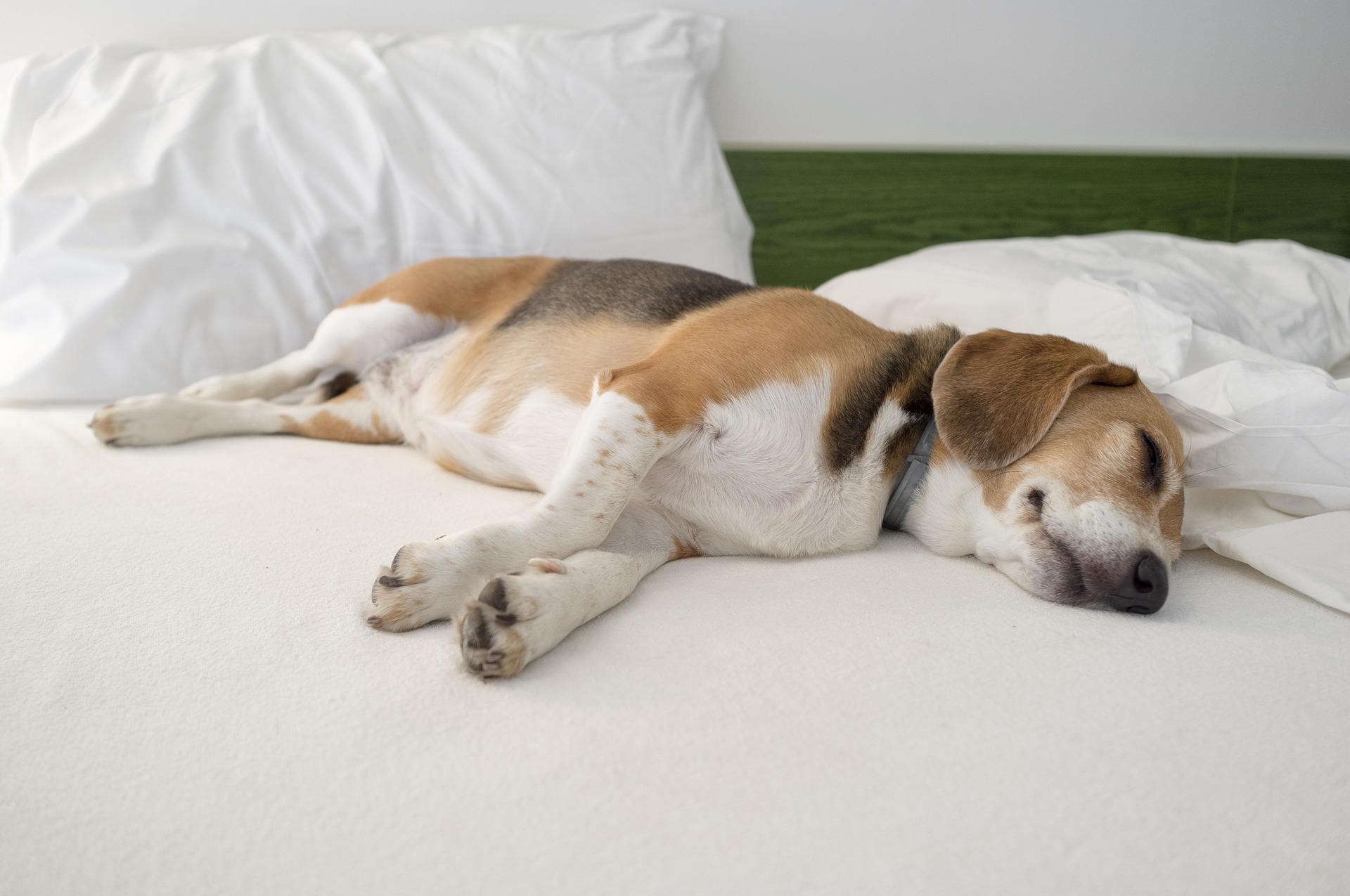 Câinii Beagle slab gestionați și hrăniți au o tendință considerabilă de a lua în greutate. 