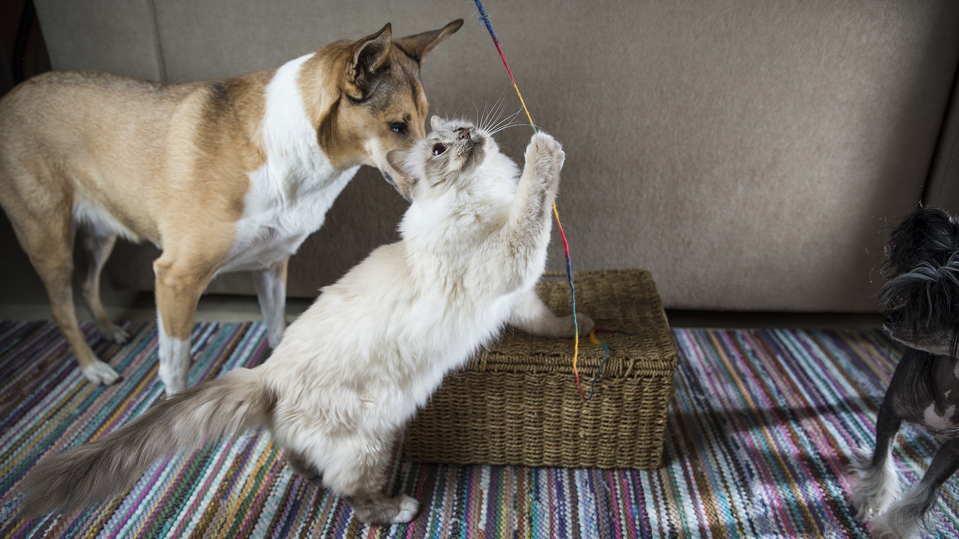 Cu o bună socializare, pisicile birmaneze se înțeleg bine cu alte animale - câini sau alte pisici.