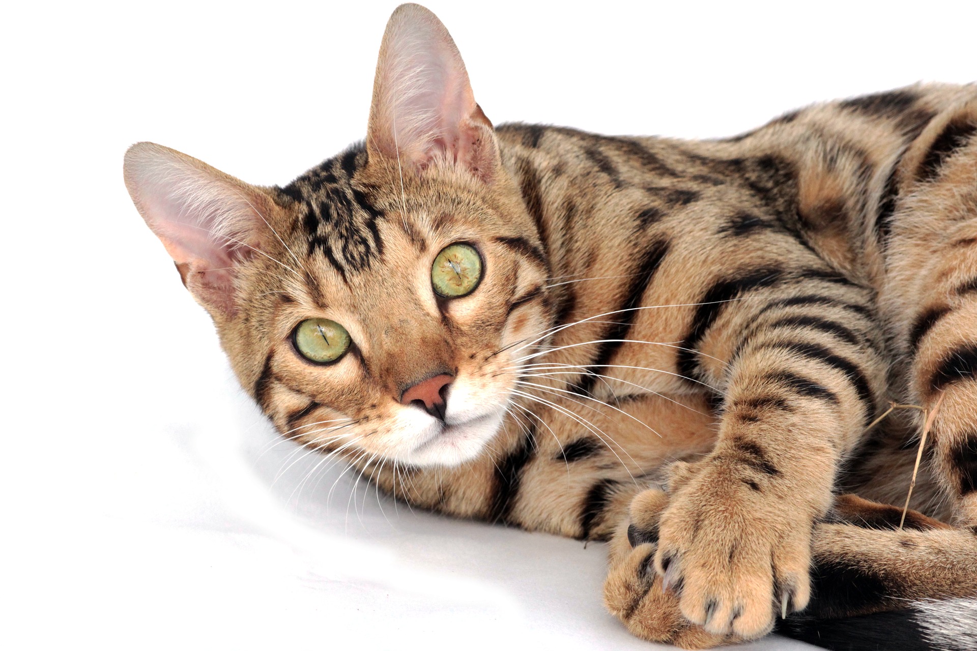 Fiind o rasă de pisici de talie mare, pisicile Bengal au nevoie de un suport mare pentru zgâriat și de o dietă adecvată, bogată în conținut ridicat de proteine animale.