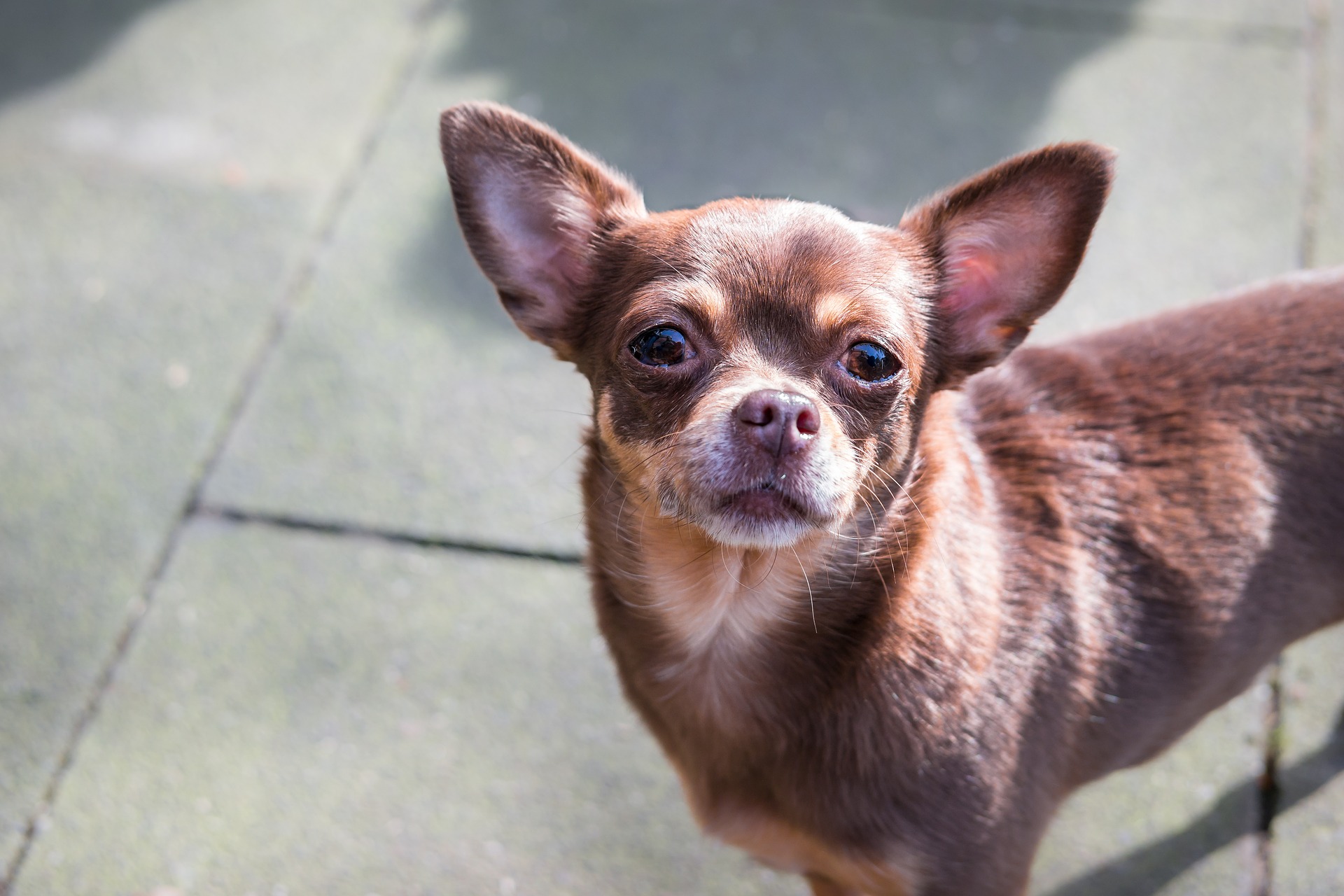 Chihuahua poate avea o blană lungă sau scurtă, cu nuanțe diferite.