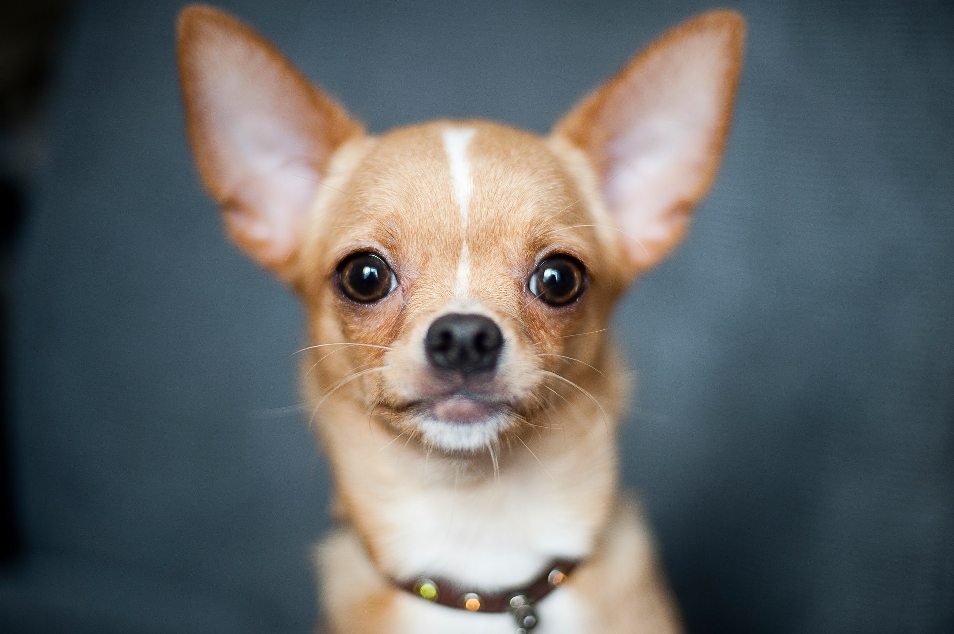 Chihuahua este considerată cea mai mică rasă de câini domestici din lume.