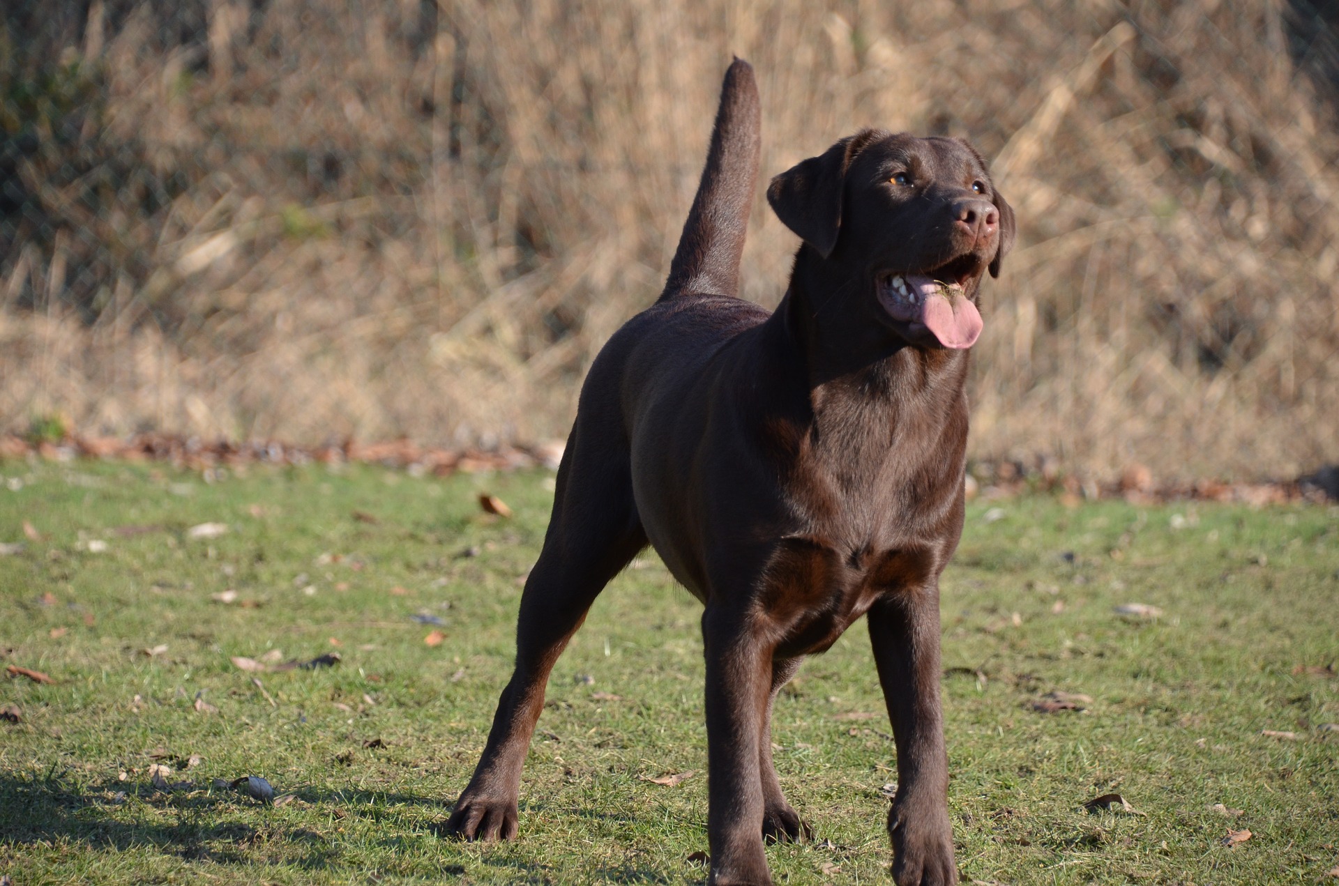 Labrador retrieverul adoră să lucreze cu oamenii și este ideal ca salvator, îngrijitor, asistent și chiar ca și câine de poliție.