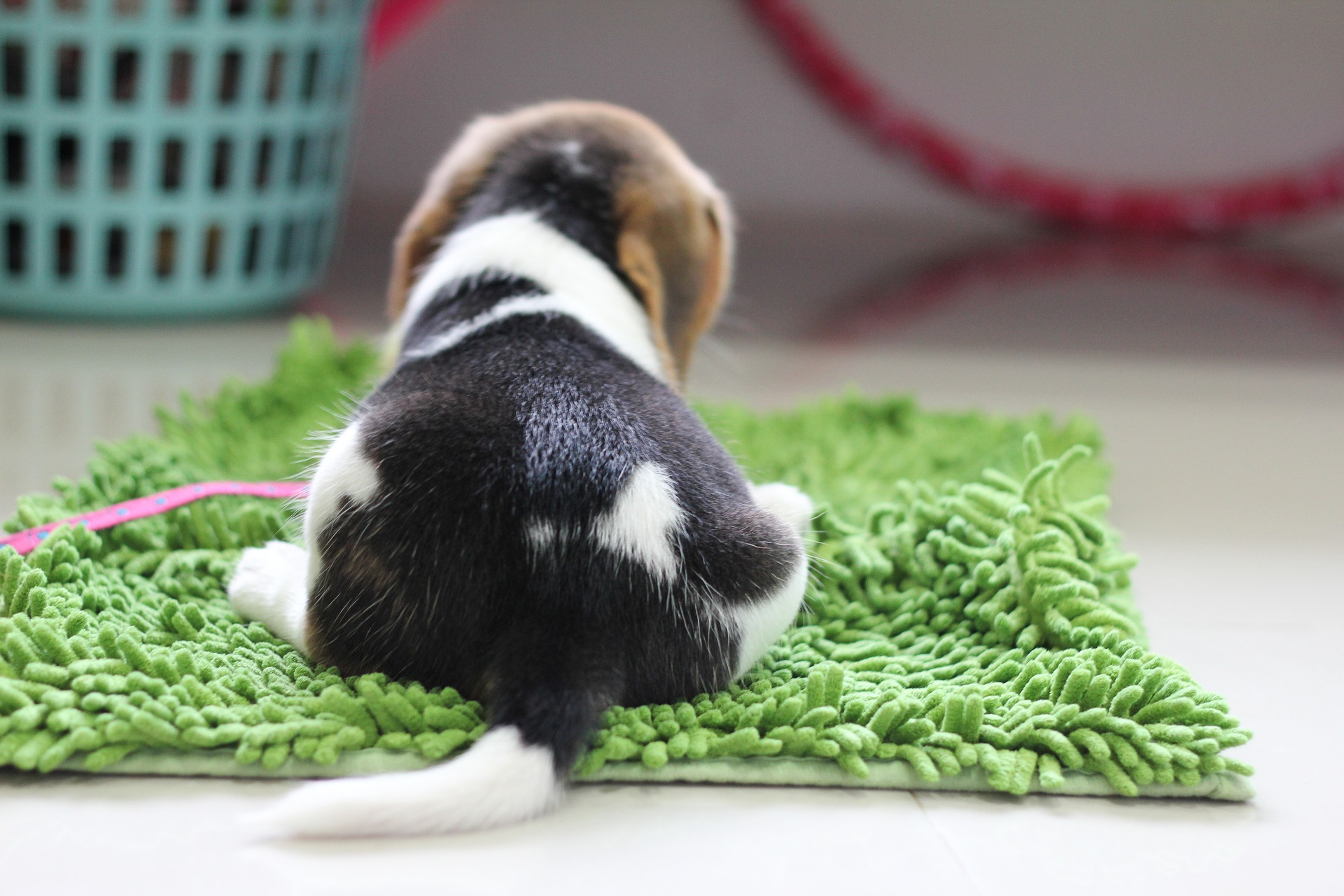 O jucărie ideală pentru câinii beagle ar fi un covoraș de adulmecat și tot felul de jocuri de adulmecat.