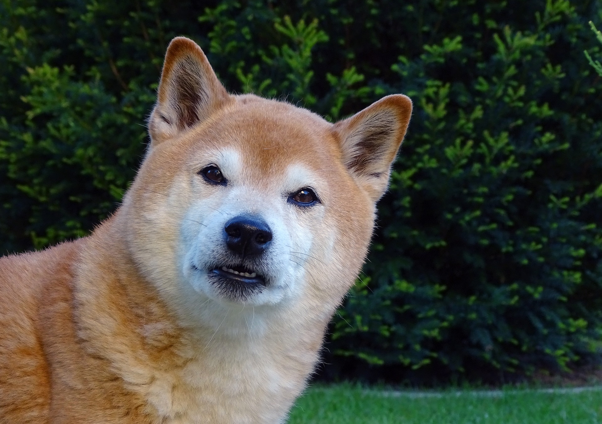 Shiba Inu sunt câini cu un puternic instinct de vânătoare. Nu se vor simți bine în casele în care trăiesc deja alte animale mai mici - acestea pot deveni potențiale pradă pentru Shiba.