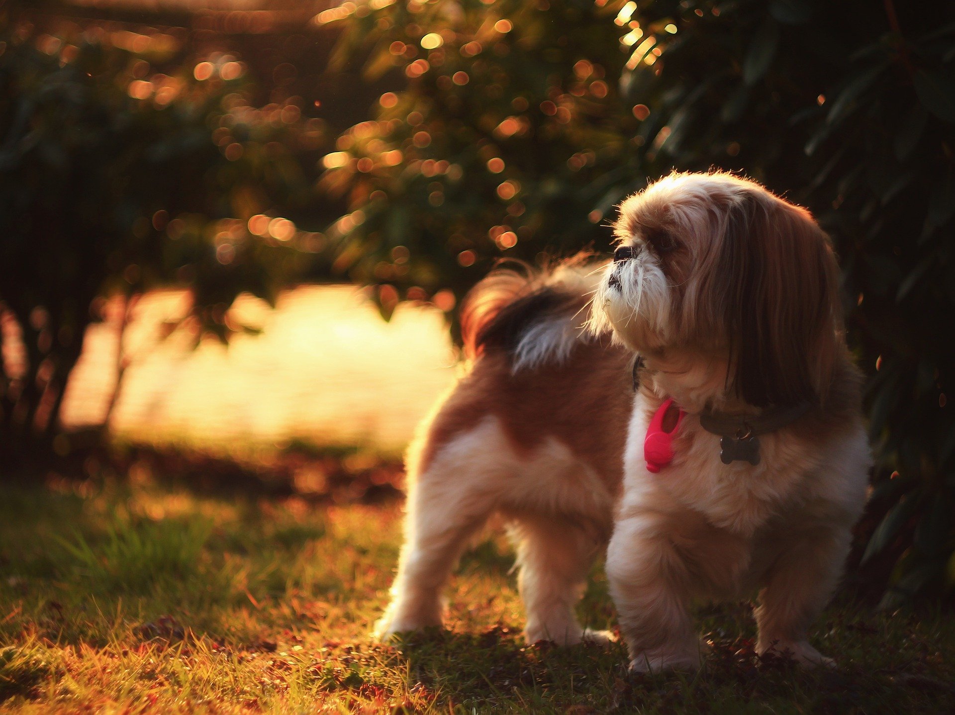 Shih tzu mają przyjazne usposobienie. Bardzo dobrze czują się w towarzystwie ludzi. Lubią kontakt z dziećmi. Są pozytywnie nastawione do innych zwierząt. 