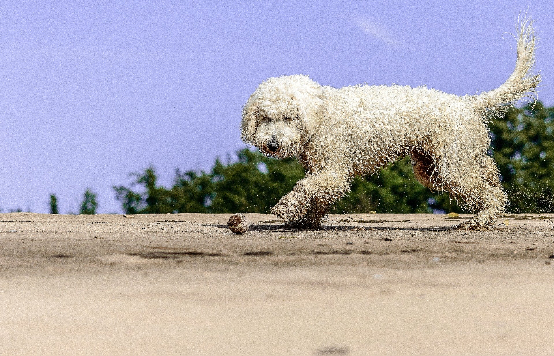 Goldendoodle își are originile în 1969 și nu este foarte bine cunoscut în Polonia; își are apogeul în Australia și SUA.