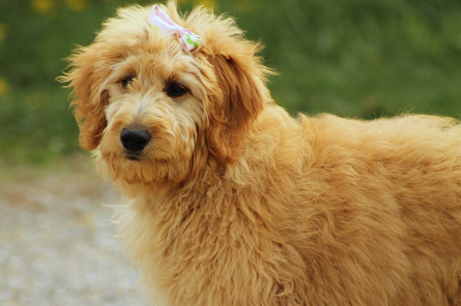 Goldendoodle este un câine rezultat din combinația dintre un Golden retriever și un Pudel. Un astfel de hibrid nu este recunoscut de Federația Internațională Kennel.