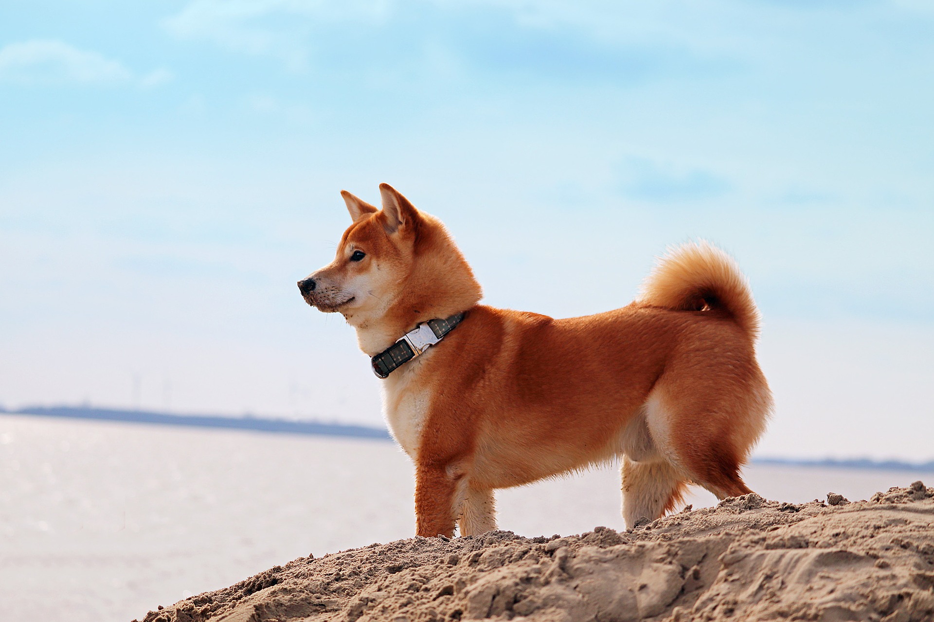 Shiba Inu sunt foarte inteligenți și perseverenți în acțiunile lor. Le place să rezolve puzzle-uri și să ia parte la antrenamente.