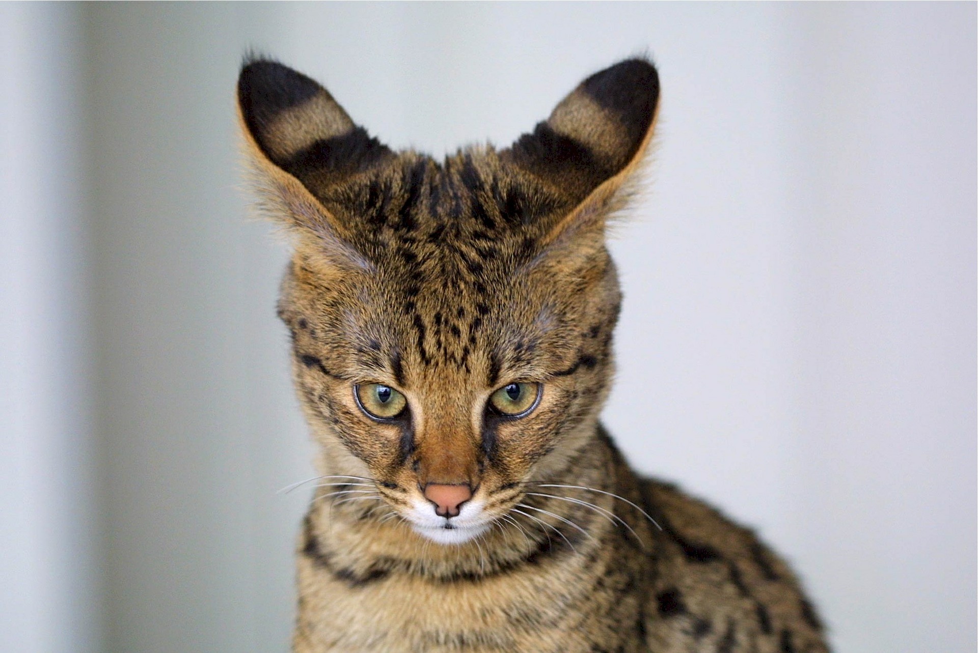 Pisica de savană este o încrucișare între o pisică domestică și un serval african.