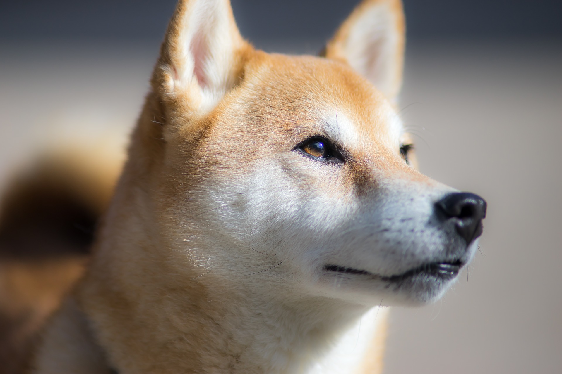 Câinele Shiba Inu nu are o predispoziție majoră la boli și, în general, se bucură de o sănătate și o formă fizică bune până la bătrânețe.