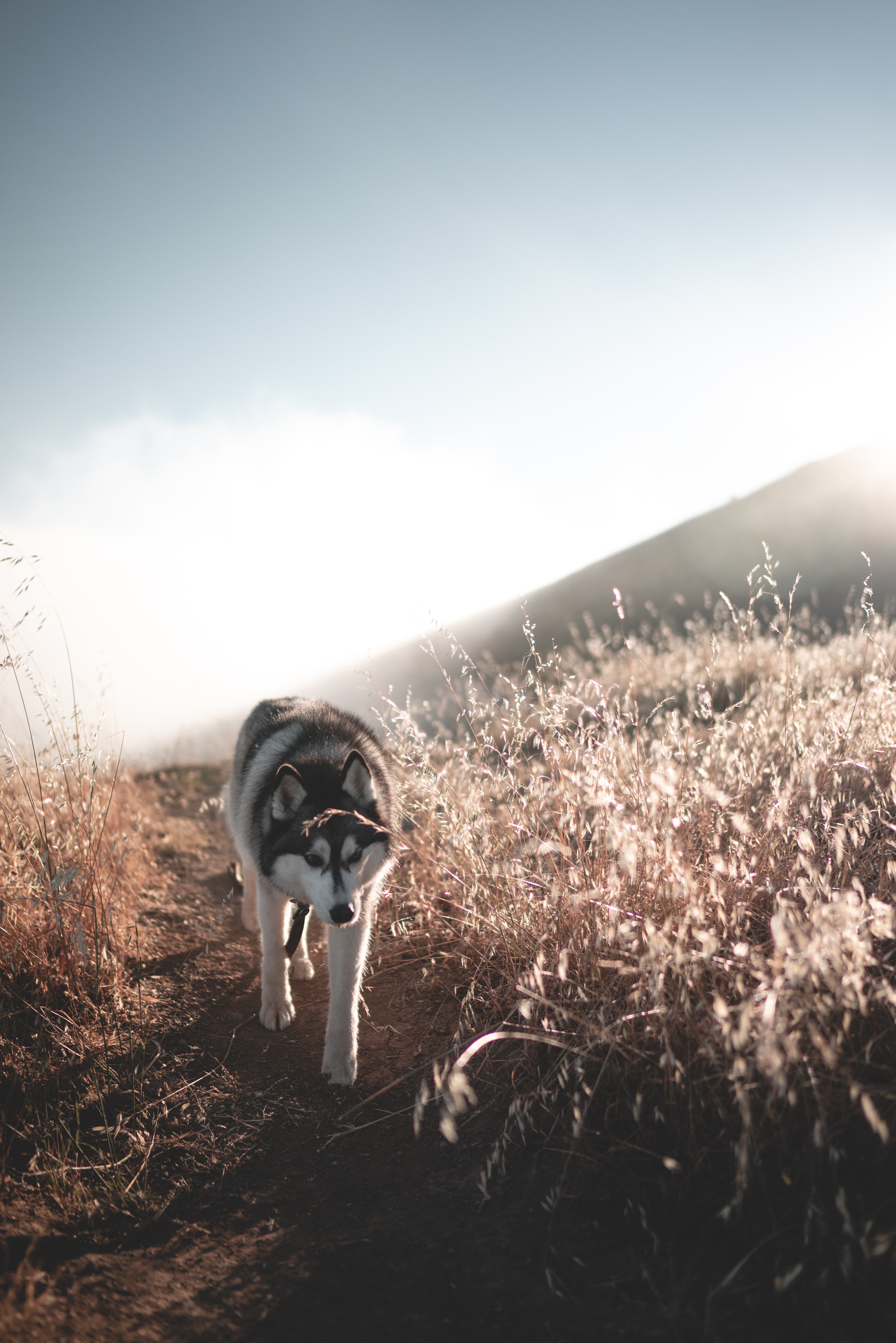 Un husky se plimbă liniștit printre câmpuri, pe o potecă de pământ.