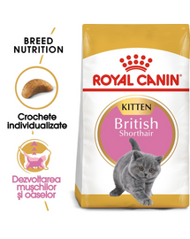 ROYAL CANIN British Shorthair Kitten 6x400 g hrană pisoi British Shorthair, până la 12 luni