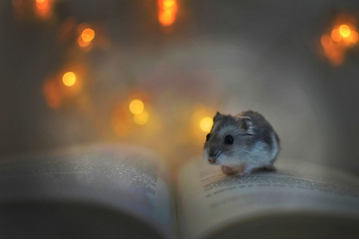 Alegerea unui nume pentru hamsterul tau poate fi distractiva pentru intreaga familie.