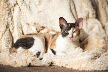 Cornish Rex - Enciclopedia pisicilor
