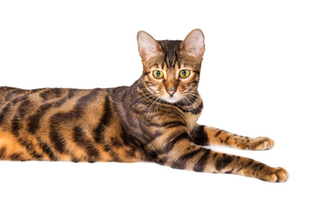 Toyger, așa arată un tigru domestic? - Enciclopedia pisicilor