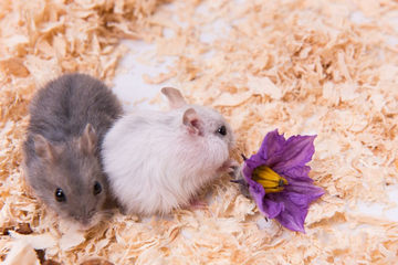 5 plante otrăvitoare pentru iepuri, hamsteri și alte rozătoare