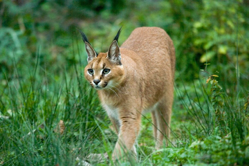 Caracal (Râs african) - pisică domestică sau animal sălbatic?
