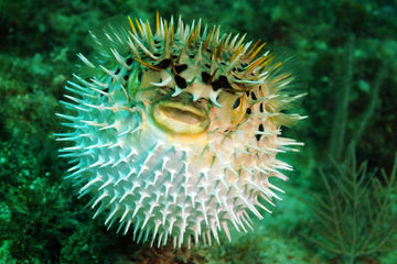 Takifugu rubripes (Fugu) - Ce trebuie să știi înainte să începi creșterea?
