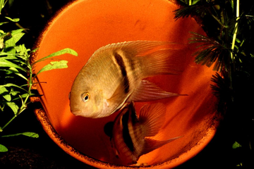 Keyhole cichlid (Cleithracara maronii) - informații importante despre specie