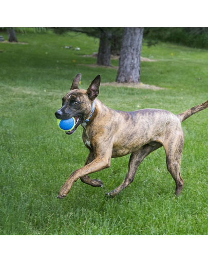 KONG Ultra SqueakAir Ball M 3 buc minge pentru caini