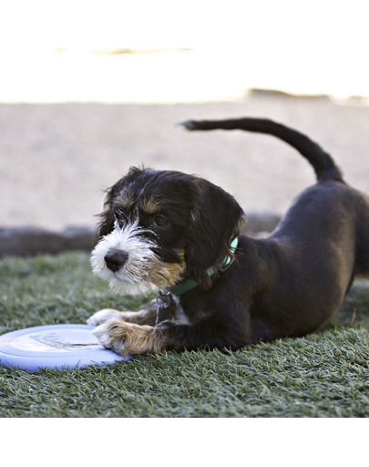 KONG Puppu Flyer frisbee pentru catelusi