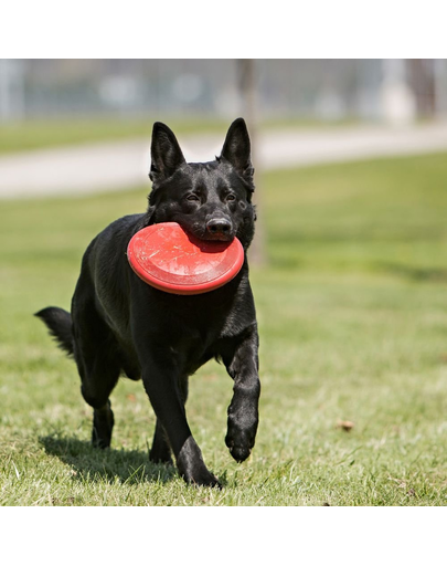 KONG Flyer Frisbee S pentru caini