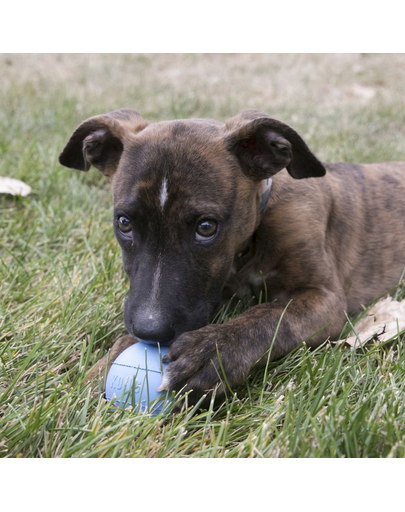 KONG Puppy Ball S minge pentru recompense pentru catelusi