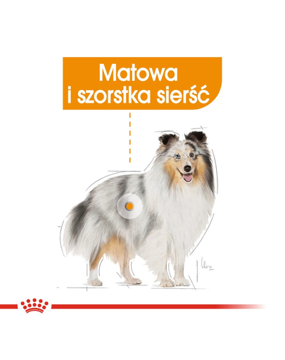 ROYAL CANIN Coat Care- Hrana umeda pentru blana, pentru câinii adulți, 12 plicuri x 85 g