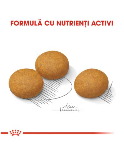 ROYAL CANIN Maxi Dermacomfort 12 kg hrana dietetica pentru caini adulti de talie mare cu pielea predispusa la iritatii