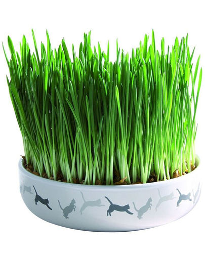 TRIXIE Bol Ceramic 15 x 4 cm iarba mâței pentru pisici