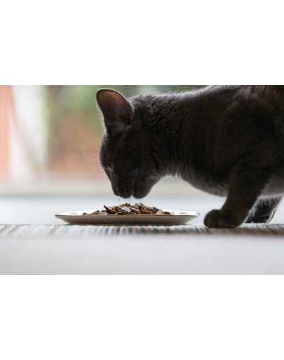 ZIWIPEAK Cat Hrana uscata pentru pisici, cu carne de vanat 400 g