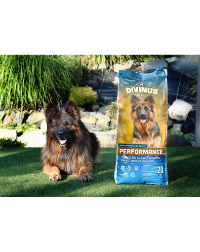 DIVINUS Performance hrana pentru caini ciobanesti germani si caini activi 20 kg