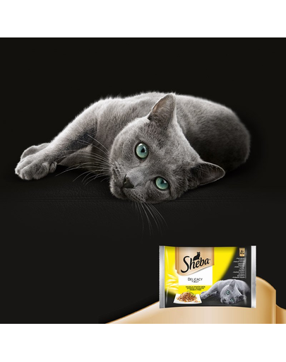 SHEBA Delicacy in Jelly 48x85 g plic hrana umeda pisici adulte, mix cu carne de pasari