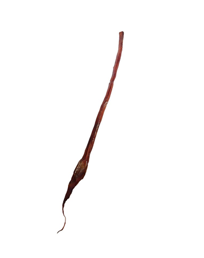 MACED Recompensa pentru caini, penis de vita 70 cm