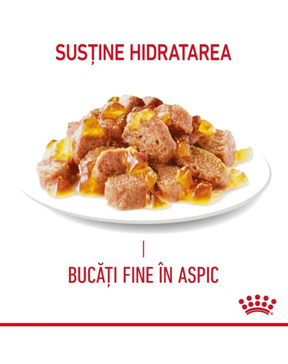 ROYAL CANIN Hair&Skin hrana umeda in aspic pisica pentru piele si blana sanatoase, 12 x 85 g