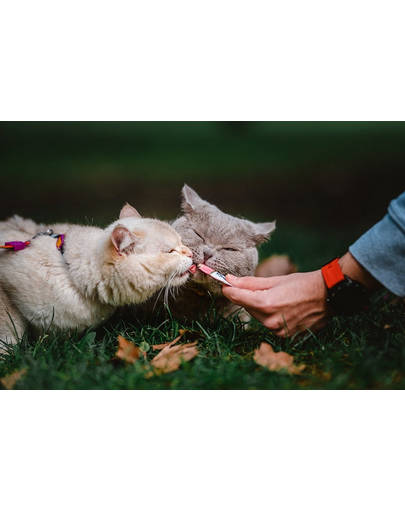 INABA Churu Cat Recompensa pentru pisici, piure cu ton si somon 56 g