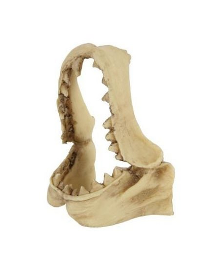 Dekoracja czaszka dinozaura model 2