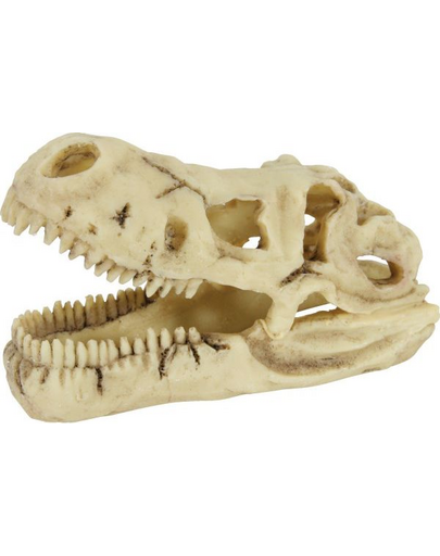 Dekoracja czaszka dinozaura model 3