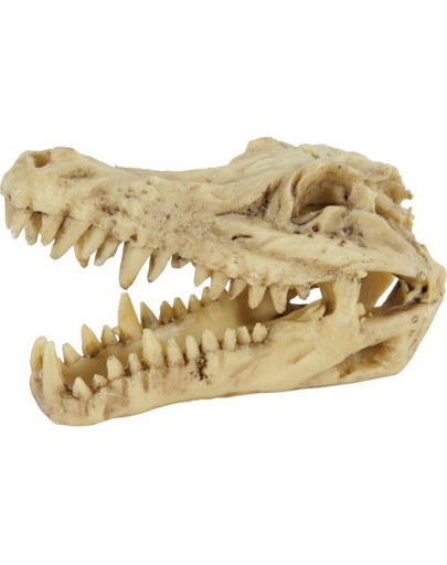 Dekoracja czaszka dinozaura model 6