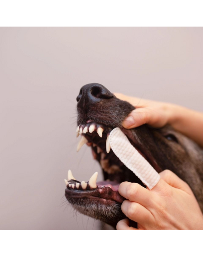 VET EXPERT Caryodent Finger Wipes 50 szt. czyściki do zębów dla psa i kota