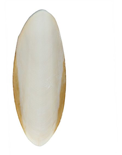 TRIXIE Os de sepie pentru țestoase 12 cm