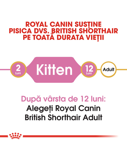 Royal Canin British Shorthair Kitten hrana uscata pisica junior, 10 kg