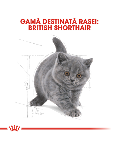 Royal Canin British Shorthair Kitten hrana uscata pisica junior, 10 kg